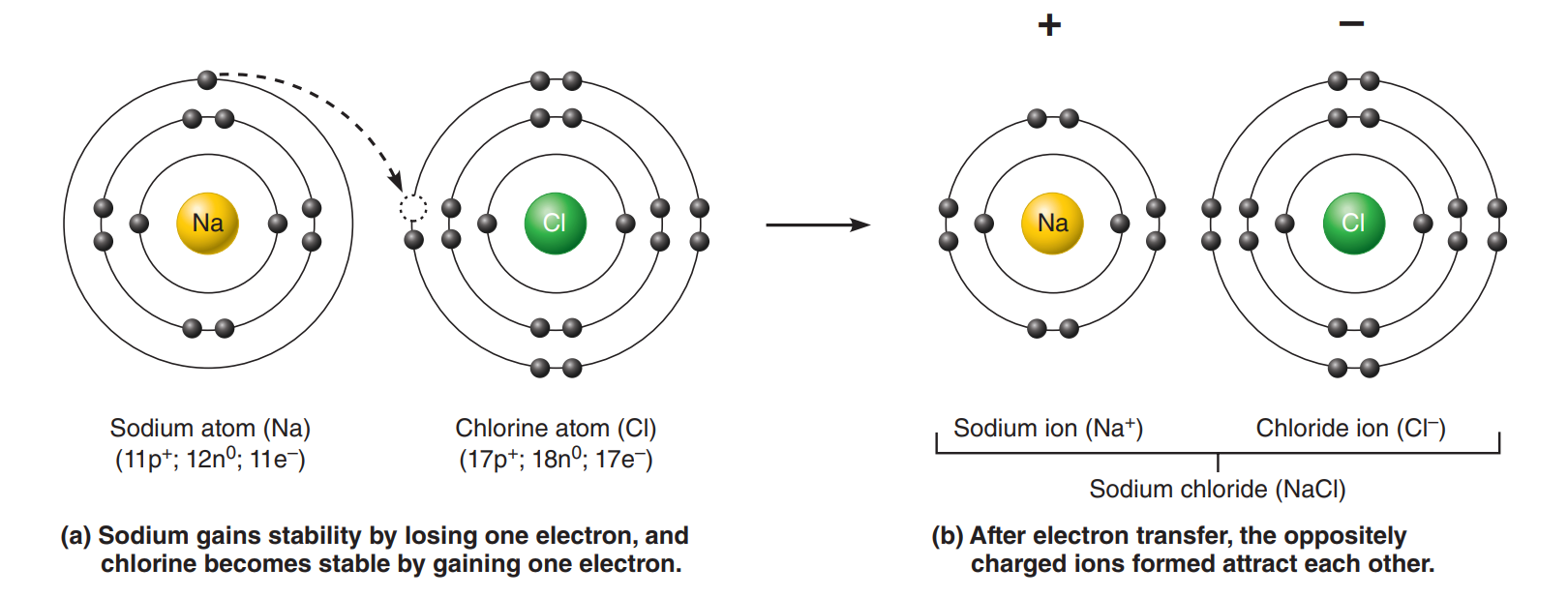 Formation of an ionic bond. (A) & (B) | © Marieb & Hoehn's Human Anatomy & Physiology