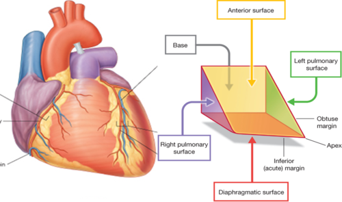 diaphragmatic surface of heart