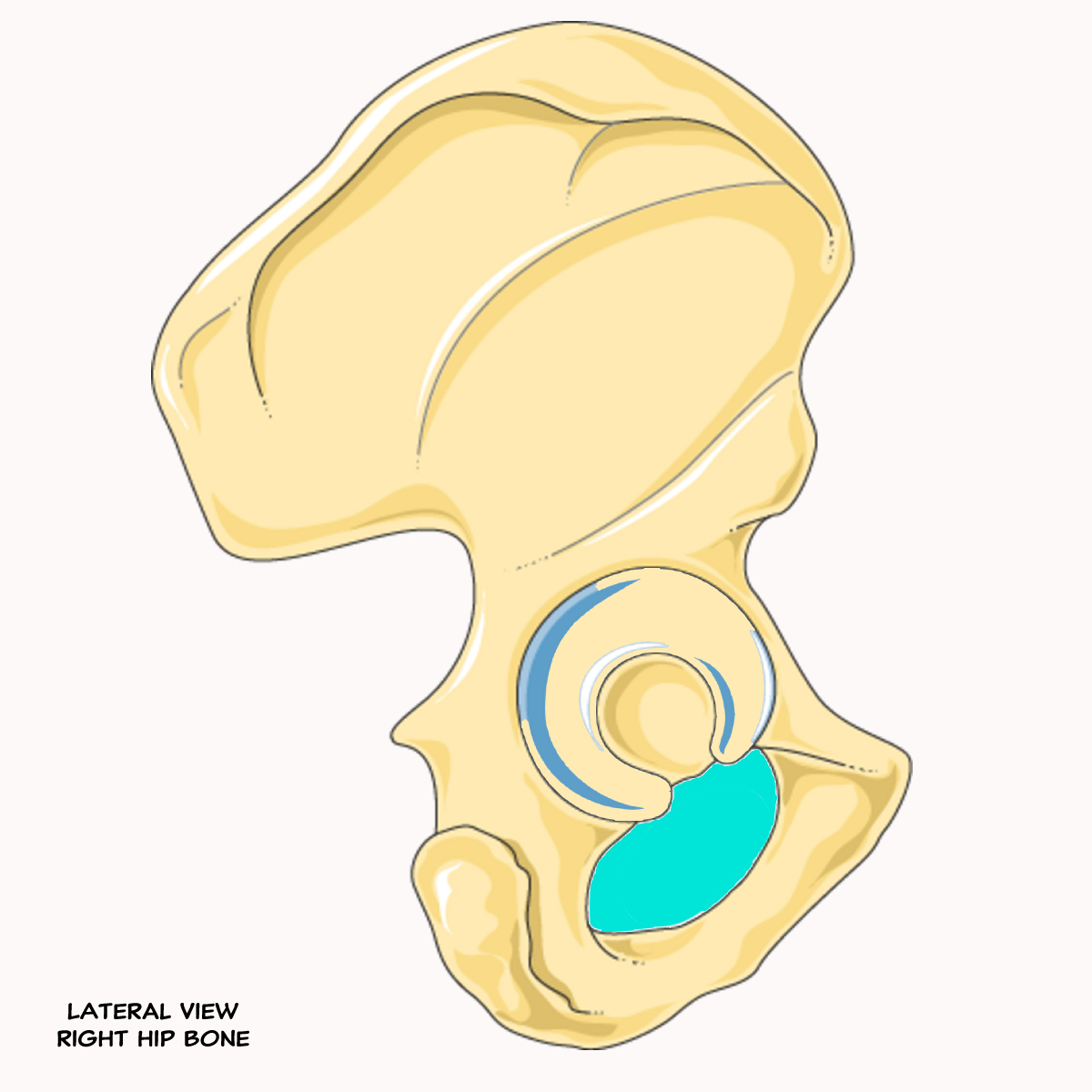 <p>Name the highlighted feature of the pelvis</p>