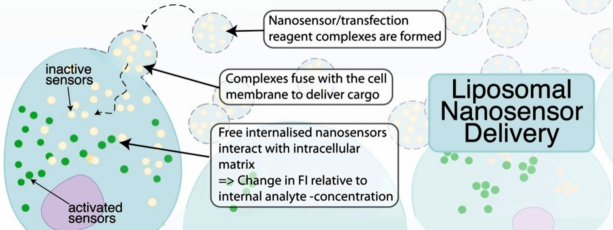 <ul><li><p>for non-phagocytic cells (eg glioblastoma) </p></li><li><p>probably best</p></li><li><p>No natural endocytic pathways</p></li><li><p>Exploit transfection reagent for liposomal cargo delivery</p></li><li><p>Nanosensors are free within the cytoplasm</p></li><li><p>Check internalisation with confocal microscopy</p></li><li><p>minimal disruption of cellular processes</p></li></ul><p></p>