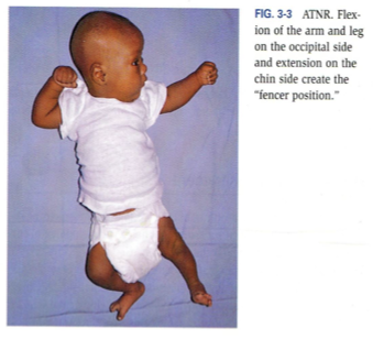 <ul><li><p>The position of a baby’s head will influence the limb motion/position </p></li><li><p>By turning a baby’s head to one side (passive or active), they will extend the arm they are looking at and the other arm should come up and bend with their hand almost by their head or behind their head </p></li><li><p>When gaze is redirected, the fencer position is gone </p></li></ul><p></p><p></p>