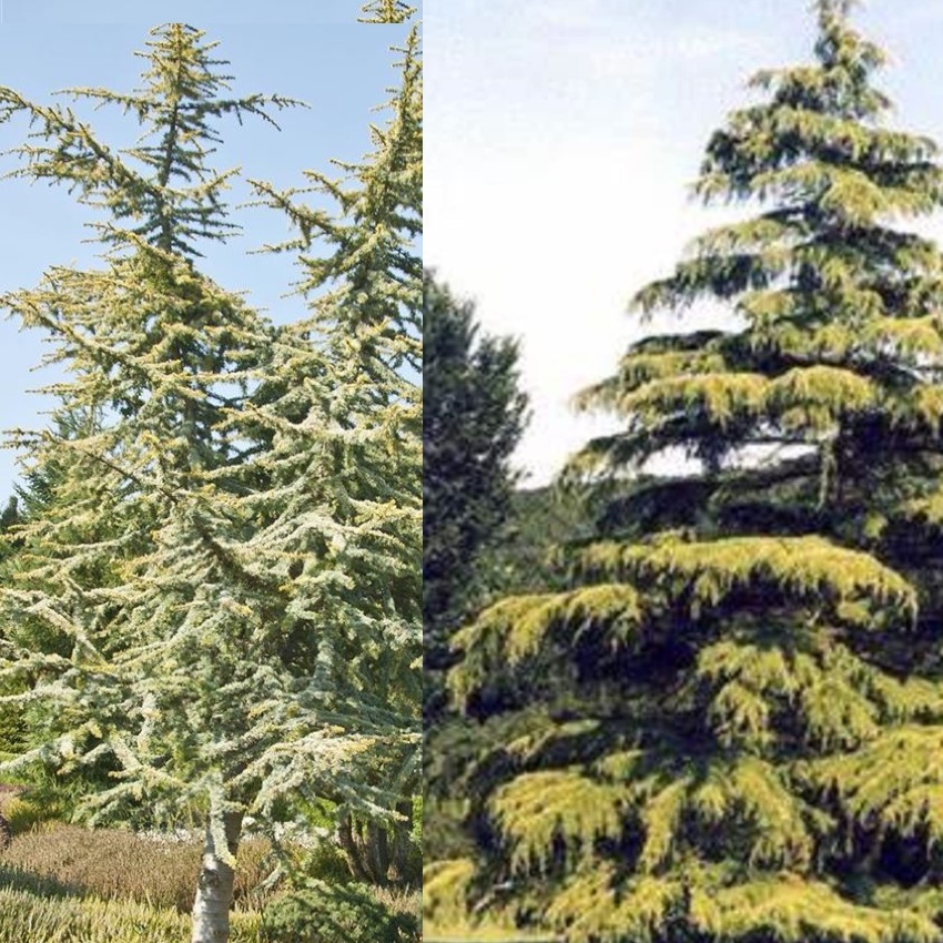 <p><strong>Cedar (<em>Cedrus atlantica</em>, <em>Cedrus deodara</em>)</strong></p><ul><li><p class="">Needles in tufts/clusters from short spur shoots</p></li><li><p class=""><em>C. atlantica</em>: upright branching</p></li><li><p class=""><em>C. deodara</em>: weeping habit</p></li><li><p class="">Barrel-shaped cones sit upright on branches</p></li></ul><p></p>
