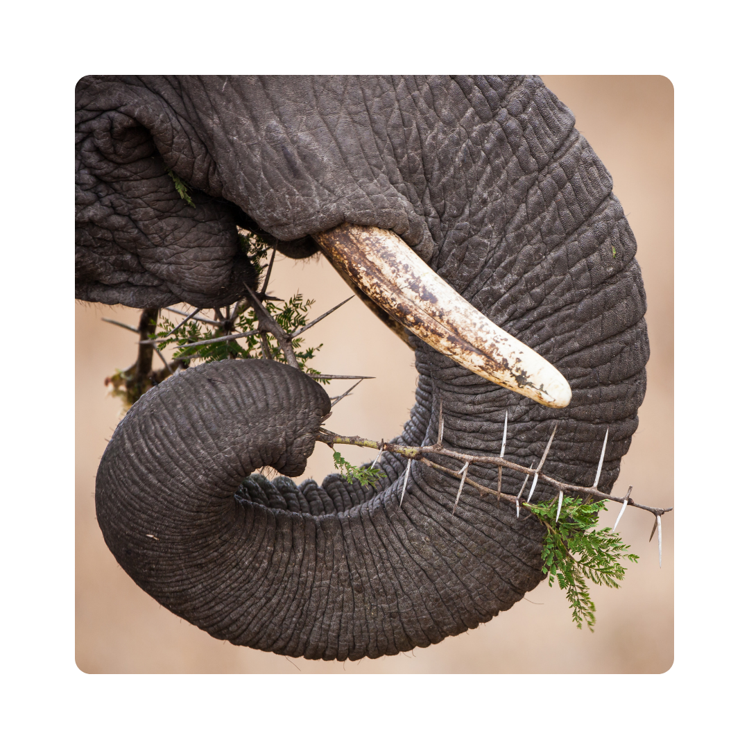<p><span>An elephant's </span><strong>trunk</strong><span> is very useful for picking up things.</span></p>