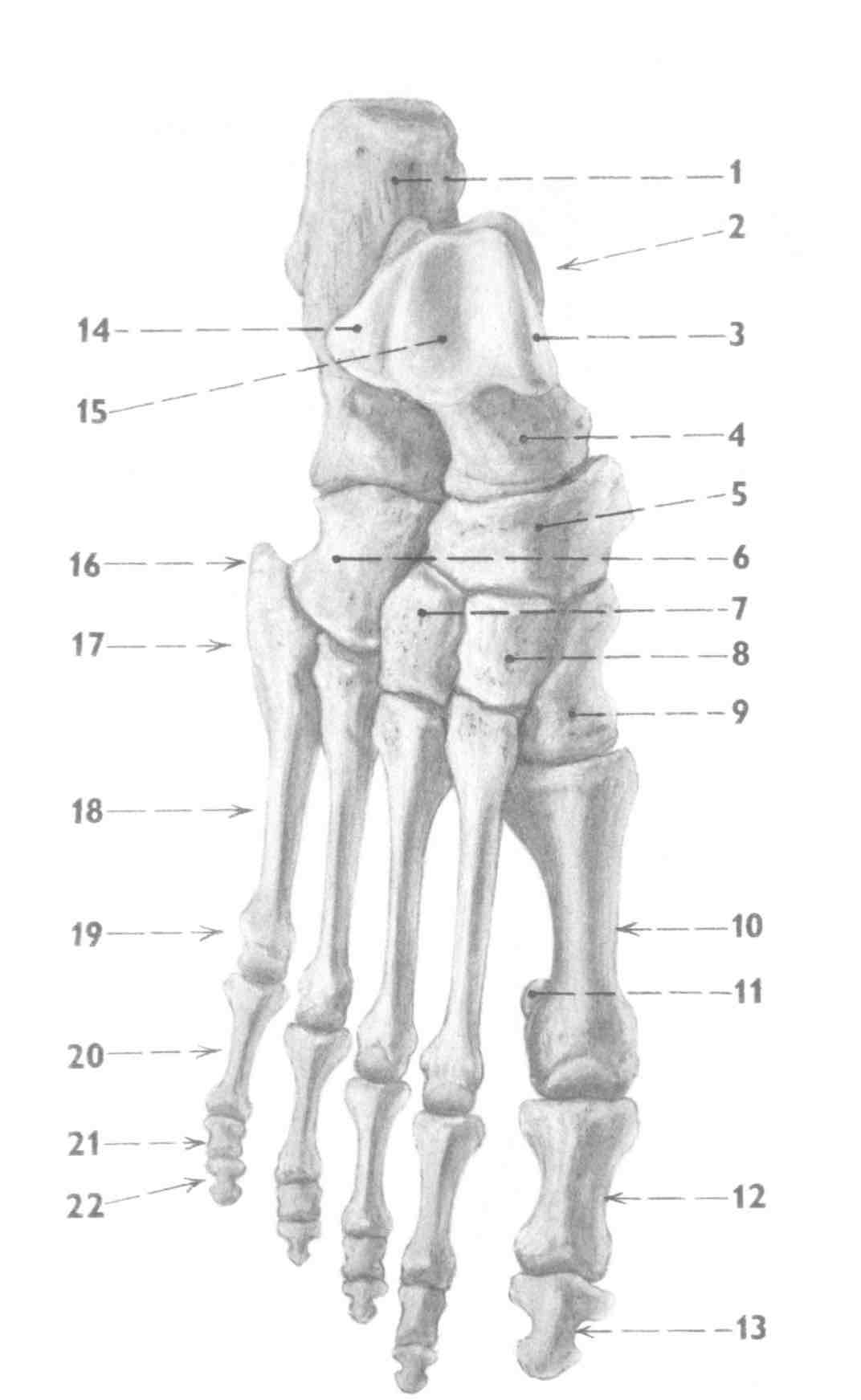 <p>18</p>