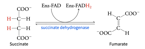 <p>succinate → fumarate </p>