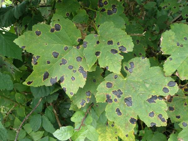 <p><strong>Sycamore (<em>Acer pseudoplatanus</em>)</strong></p><ul><li><p class="">Large leaves with 5 rounded lobes</p></li><li><p class="">Smooth-edged</p></li><li><p class="">Dark tar spots (fungus)</p></li><li><p class="">Paired winged seeds ("helicopters")</p></li></ul><p></p>
