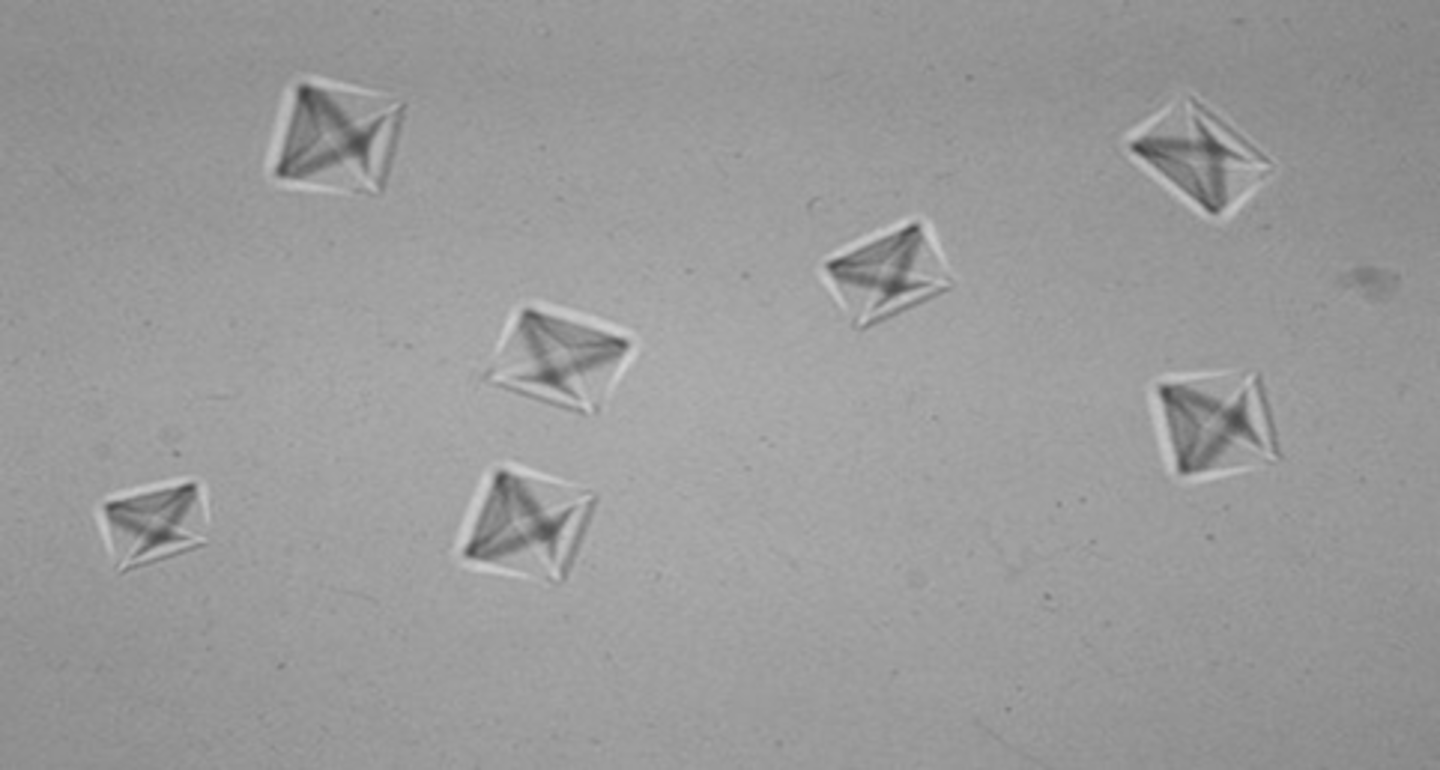 <p>occasionally found in slight alkaline urine; Octahedral (8-sided) envelope form is most common. Also dumbbell &amp; ovoid forms. (stems from oxalate-rich foods)</p>