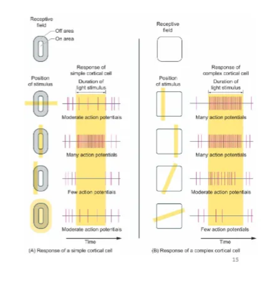 <ul><li><p>Simple cells in the primary visual cortex have distinct ON/OFF regions, responding best to bars of light/dark at specific locations.</p></li><li><p>Complex cells have overlapping ON/OFF areas and respond to oriented edges or bars of a specific orientation anywhere within their larger receptive field, showing phase invariance, with complex cells often built from inputs from several simple cells. </p></li><li><p>This hierarchical structure (simple -> complex) allows for processing features like orientation and movement robustly across different positions in the visual field.</p></li></ul><p></p>