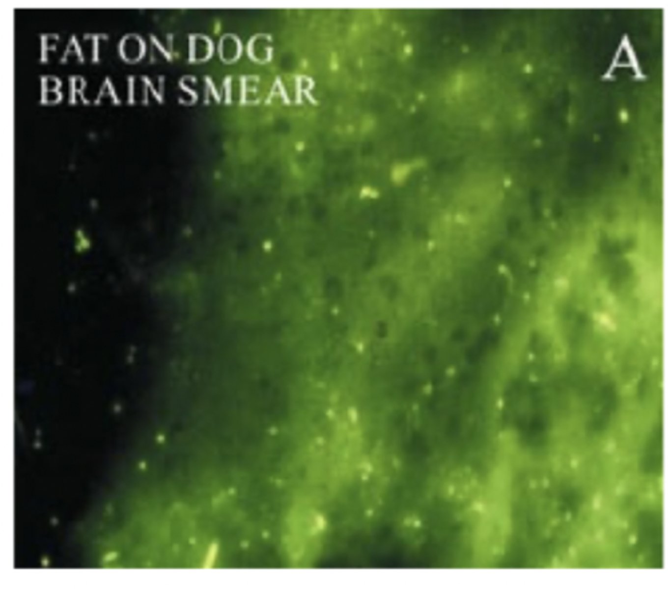 <p><strong>Direct Flourescent Antibody technique</strong></p><p></p><p><strong>Also:</strong></p><p>RT-PCR</p><p>Virus Isolation</p>