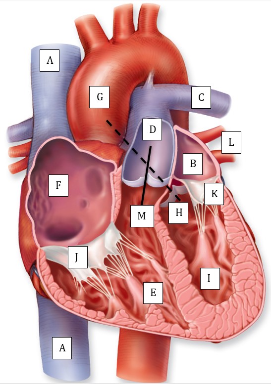 <p>Match the following:</p><p><span>1) where deoxygenated&nbsp;blood first pools</span></p><p><span>2) where oxygenated blood first pools in heart</span></p><p><span>3) valve blood will pass after "E"</span></p><p><span>4) structure blood will be in after "I"</span></p><p><span>5) where blood came from to get to "B"</span></p>