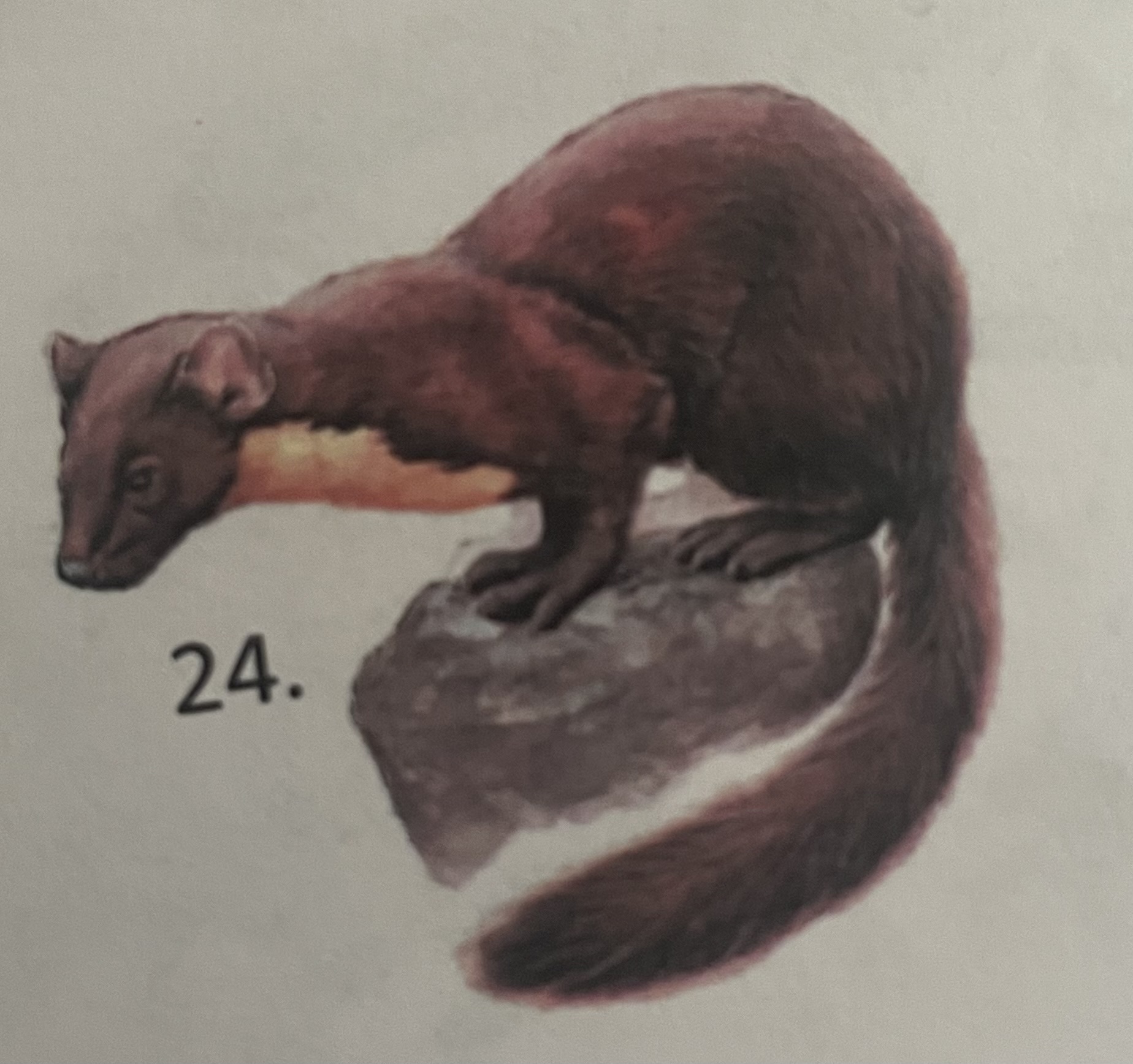 <p>mikä eläin</p>