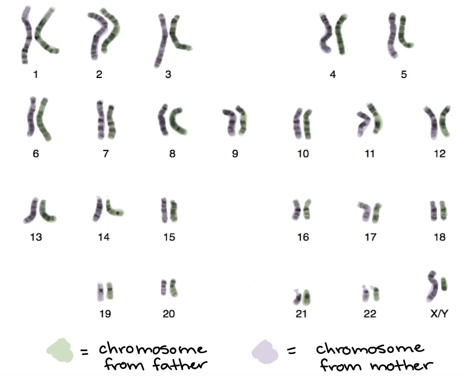 <p>Human sperm/eggs are said to be ____ (1n).</p>