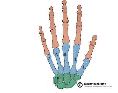 <p>What does the green structure correspond with?</p>