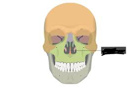 <p>name the bone</p>