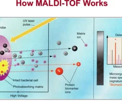 Also known as *MALDI*, this is one of the applications of *soft ionization*. This application involves *analyzing large biomolecules* (larger than 200 kDA) suspended in a matrix with MS.
