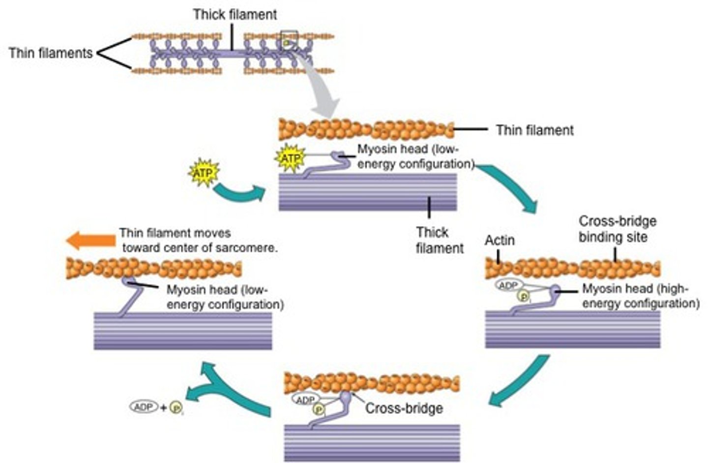 <p>- myosin heads face left and right and tails are antiparallel</p><p>myosin pulls on actin filaments so they overlap</p><p>*NO change in actin or myosin filament length</p>