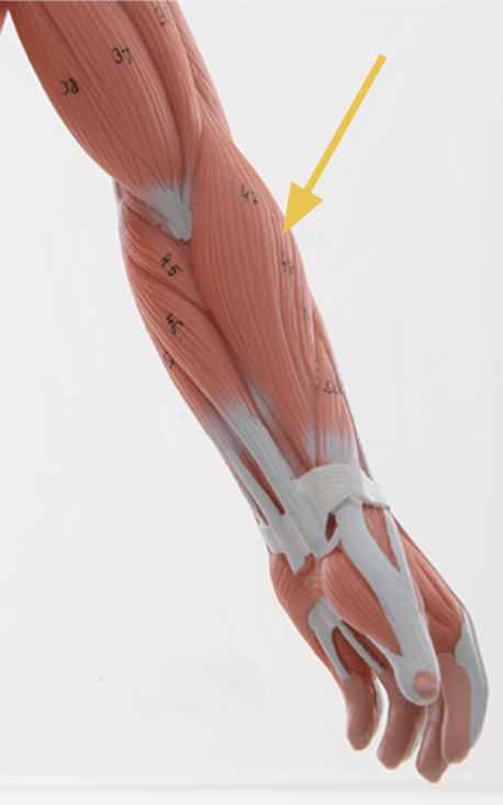 <p>extensor carpi radialis longus m.</p><p>Origin: <span>&nbsp;lateral supracondylar ridge of the humerus</span><br>Insertion: <span>base of metacarpal 2</span><br>Action: <span>wrist extension and radial deviation/radial flexion</span><br>Inn: radial n.</p>