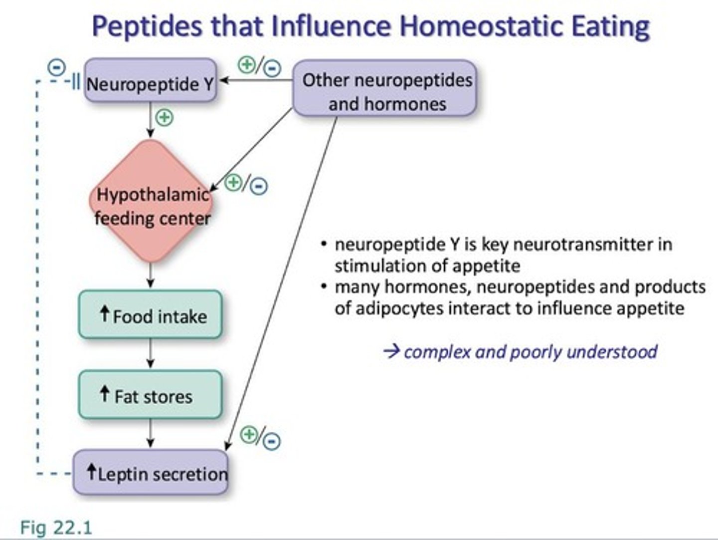 <p>1. homeostatic: eating for hunger</p><p>- GLP-1, GIP, amylin, PYY ↑ satiety; ghrelin ↑ appetite</p><p>2. hedonic: eating for pleasure</p><p>- cannbinoid, opioid, and dopamine receptors involved</p><p>3. executive function: deciding to eat </p><p>- higher order brain regions override homeostatic drive</p><p>- thoughts ⇌ behavior ⇌ feelings</p>