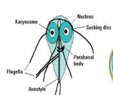 <ul><li><p>Pear-shaped or teardrop-shaped with 4 pairs of flagella and has a motility likened to a falling leaf</p></li><li><p>Resembling to an old man with whiskers (“old man facies”)</p></li><li><p>It also possess a sucking disc which the parasite uses to attach itself to the intestinal villi of the infected human</p></li></ul><p></p>