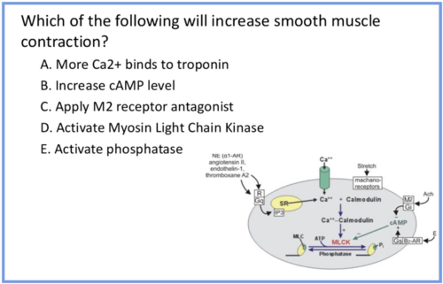 <p>knowing that chemical signals regulate smooth muscle, answer the question and provide reasoning for all answer options</p>