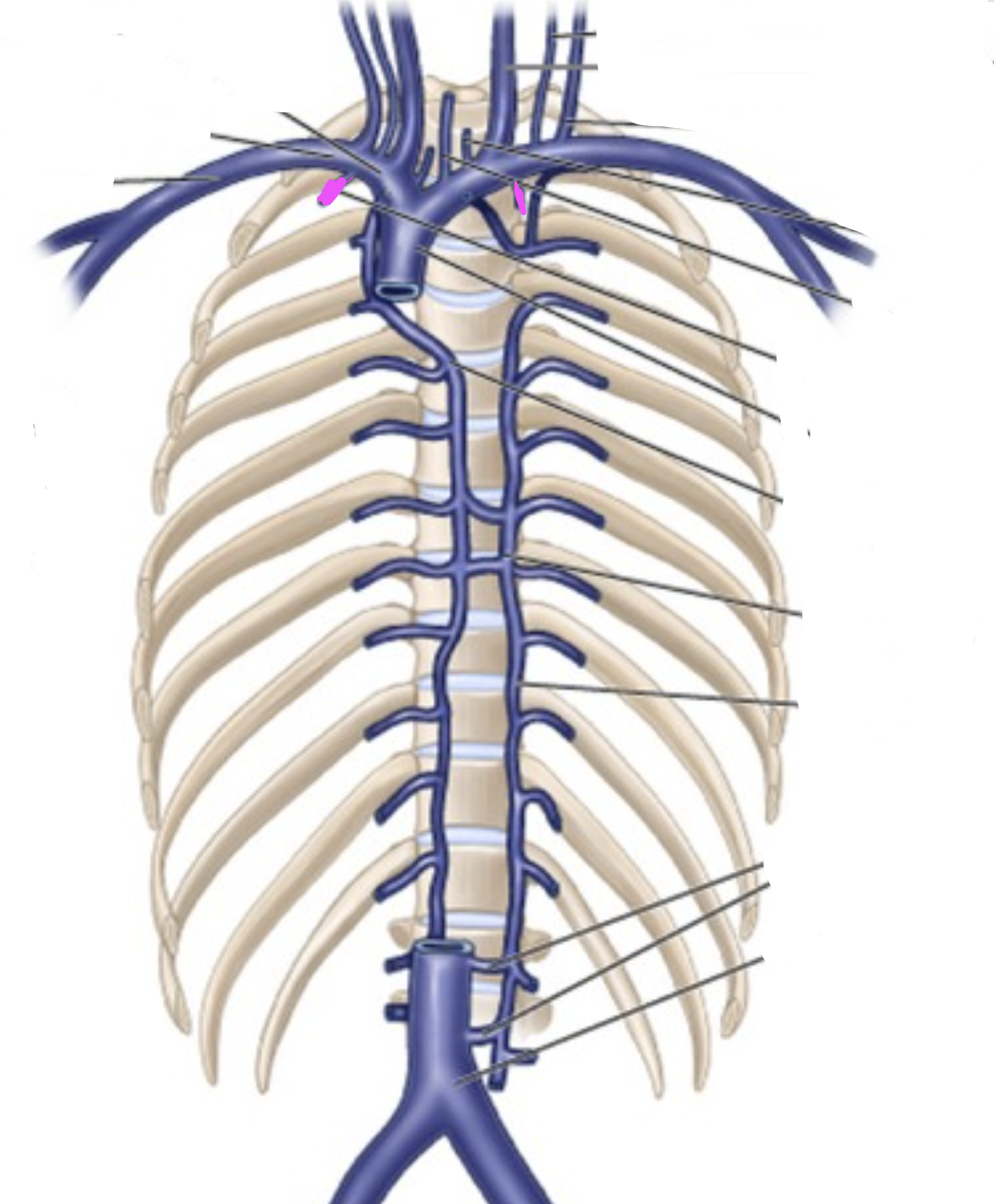 <p>descends posterior side of rib cage, either side of sternum, O: subclavian vein.</p>