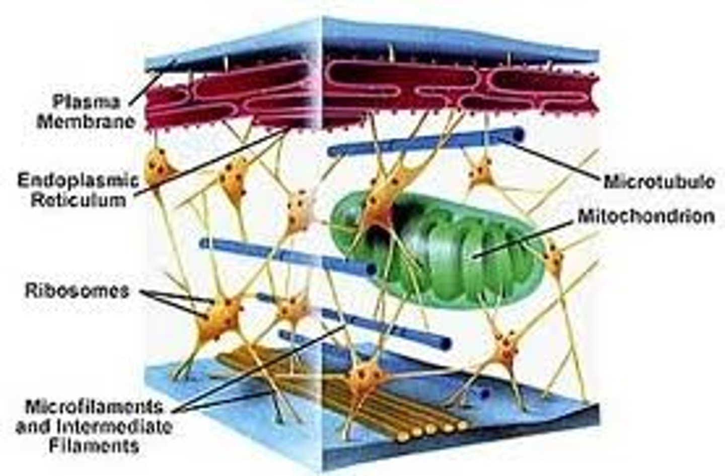 <p>reinforces cell's shape;functions in cell movement; components are made of protein<br>plant and animal</p>