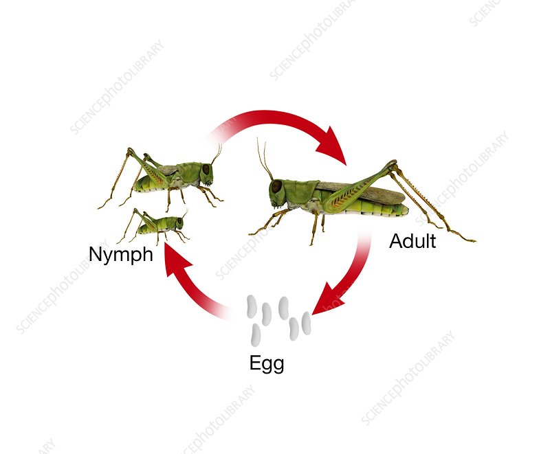 incomplete metamorphosis
