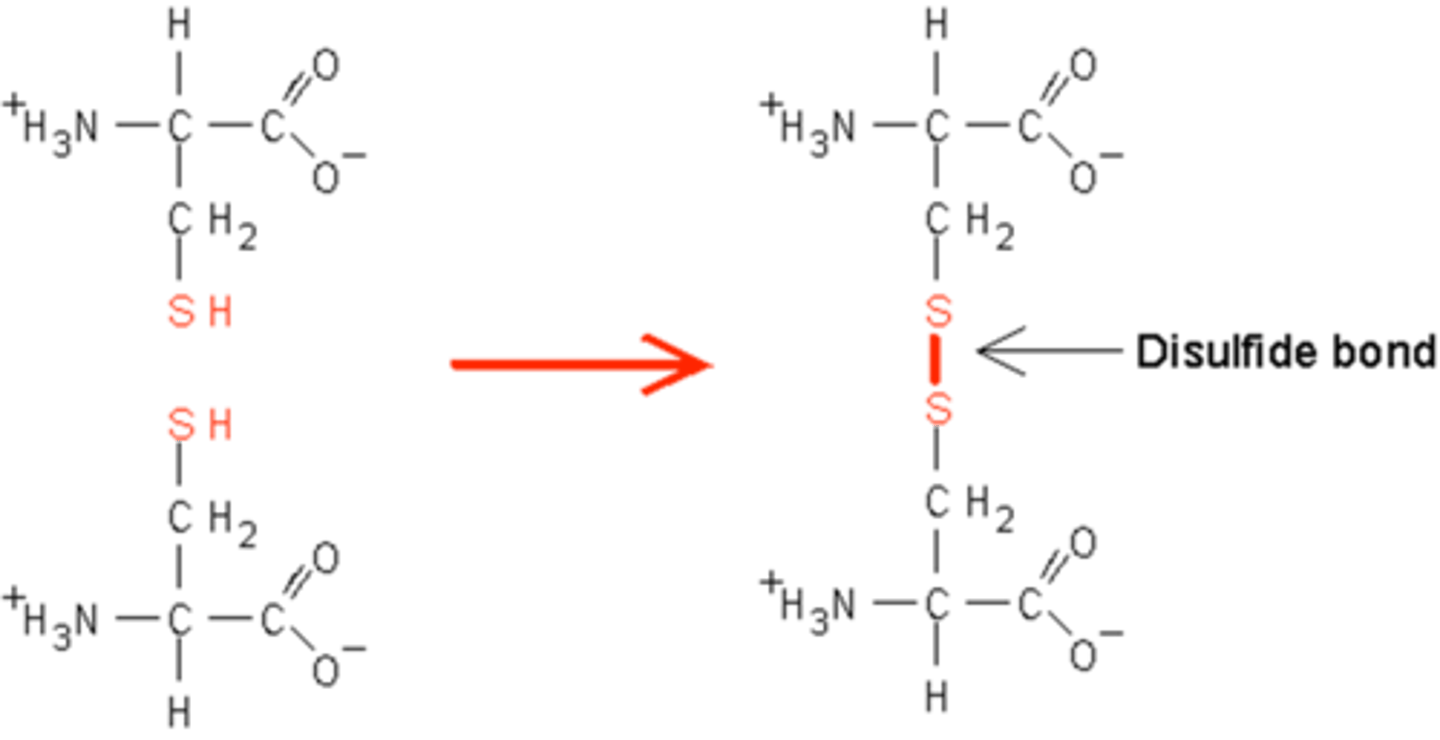<p>Cysteine has a thiol group, -SH, that can react to form a sulfur-sulfur bond (disulfide)</p><p>This helps to connect two different protein chains or create a loop within the same chain</p>