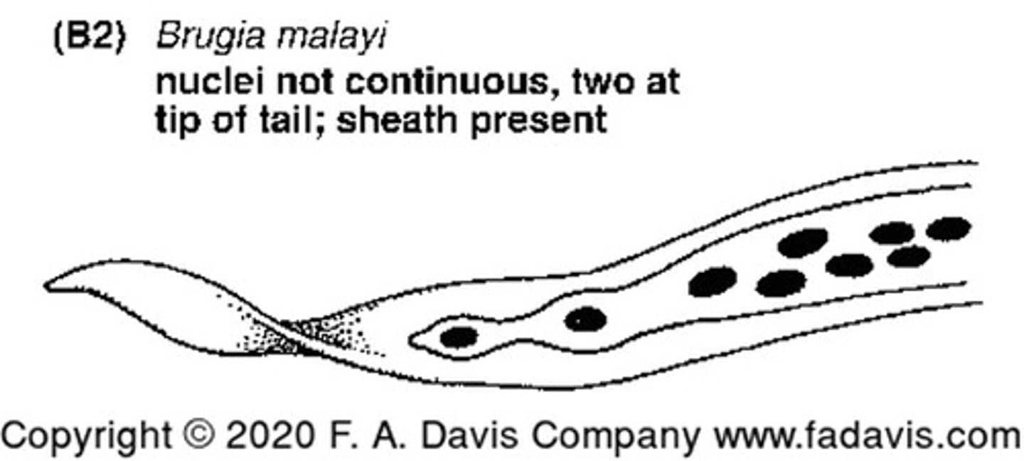 <p>Nuclei in tail tip, no continuous nuclei with a sheath present<br>Causes: granulomatous lesions, fever, chills, eosinophilia and elephantiasis</p>