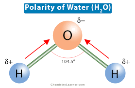 <p>NON- polar = electrons shared equally - no dipole movement - no significant charge separation (example H2, O2)</p><p>POLAR - electrons shared unequally - dipole movement and partial charge separation</p><ul><li><p>One atom attracted shared electronsg stronger than other</p></li><li><p>Water (H20) - oxygen attracts shared electrons more strongly than hydrogen so partial negative charge on oxygen and partial positive charge on hydrogen.</p></li></ul><p></p>