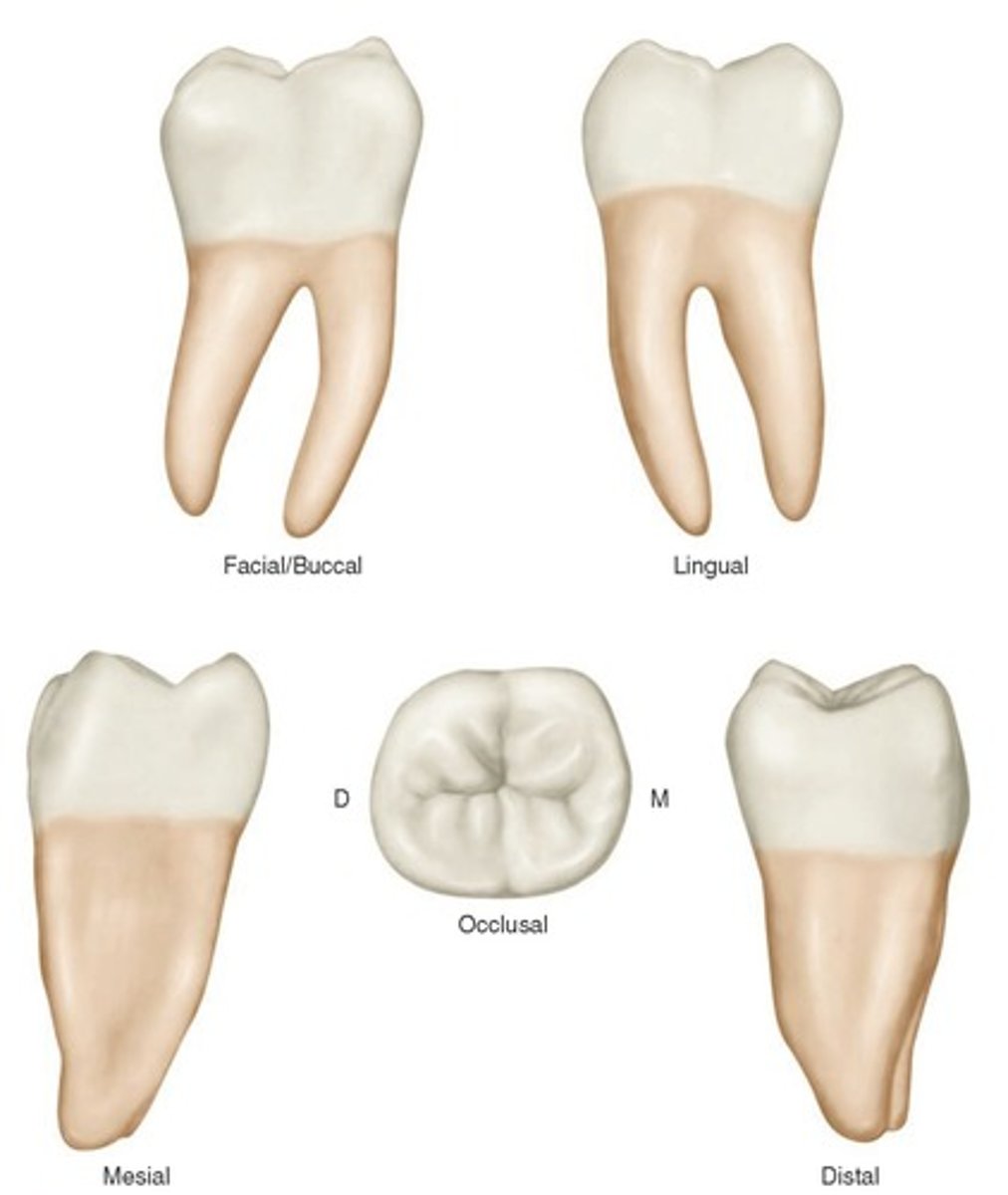 term image