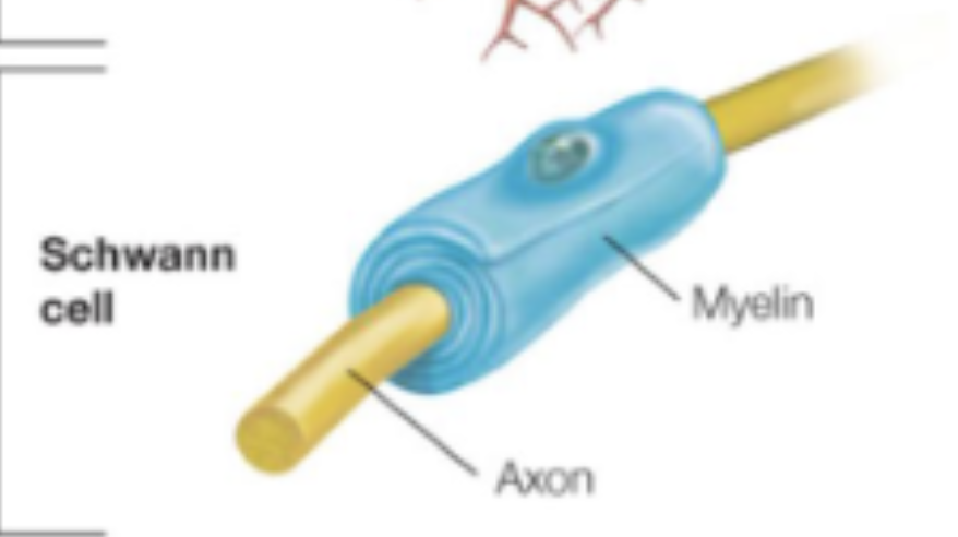 <ul><li><p>PNS;</p></li><li><p>form<em> myelin sheath</em> around neuron’s axons: electrical insulation;</p></li></ul><p></p>