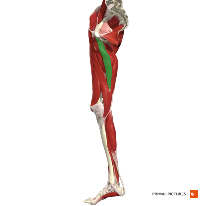 <p>Adducts thigh at hip </p><p>Medially rotates thigh</p><p>Flexes leg at knee</p>