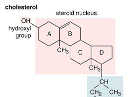 <p>phospholipid</p>