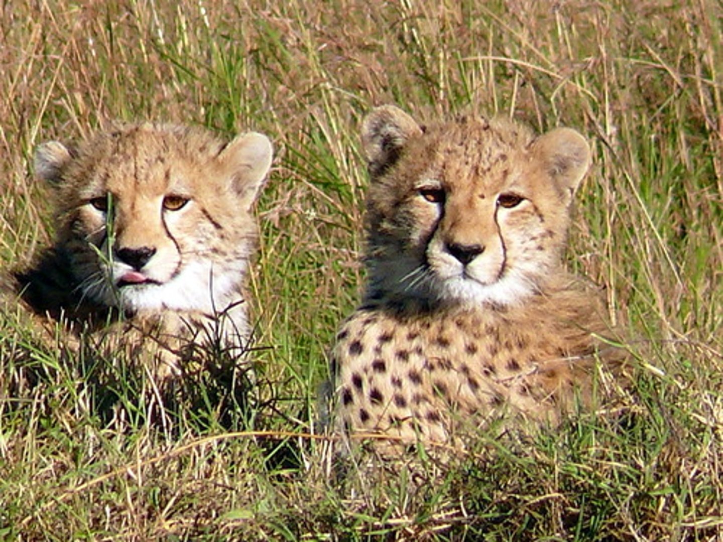 <p>an environmental disturbance that <strong>drastically reduces population size</strong> and kills organisms regardless of their genome</p><p>- Hunting, Habitat Loss</p><p><span class="bgY">- THEY REDUCE GENETIC DIVERSITY</span></p>