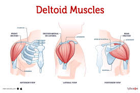 <p>Covers the shoulder joint; involved in flexing, abducting, and extending the arm.</p>
