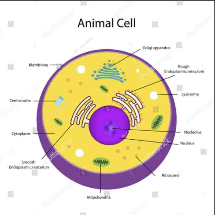 <p>The nucleus is the control centre of cells. </p><p>It contains the genetic material, DNA, organised in chromosomes. </p><p>It is the site of synthesis of RNA. </p><p>It is highly regulated and organised.</p>