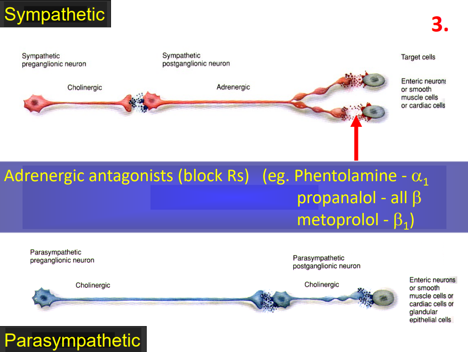 <p>Adrenergic Antagonists</p>