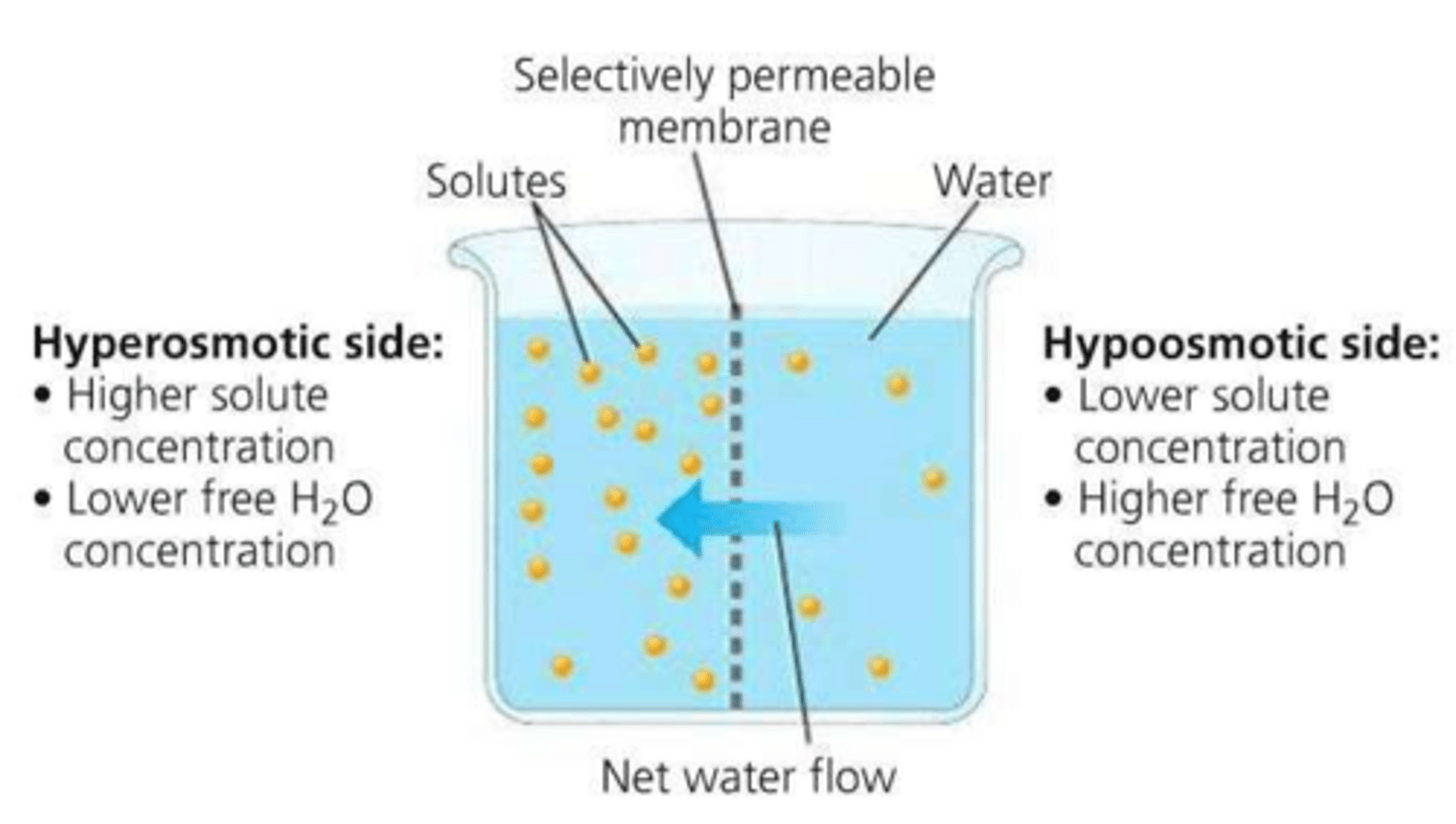 <p>A solution with higher osmolarity compared to another solution.</p>