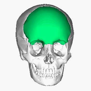 <p>Forehead muscle; </p><p>raises eyebrows </p><p>“forehead”</p>