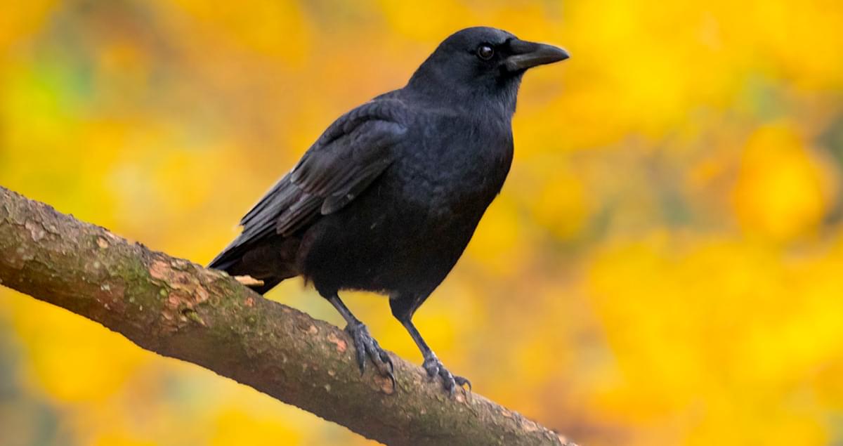 <p>American Crow</p>