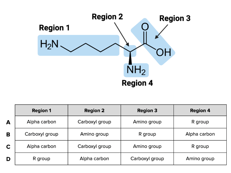 <p><span>Which combination of terms (A, B, C, or D) in the table accurately describes each region of the amino acid in the figure?</span></p>