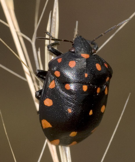 <p>Whats the family name of this bug?</p>
