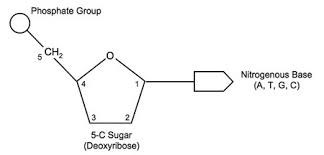 <p>The carbons are numbered in clockwise direction from 1' (one prime) to 5' (five prime). The three most important carbons are:</p><ul><li><p>1': attaches to the nitrogenous base</p></li><li><p>3': attaches to the phosphate of the <strong>adjacent </strong>nucleotide joining them together</p></li><li><p>5': attaches the phosphate group to the sugar on the same nucleotide</p></li></ul><p></p>