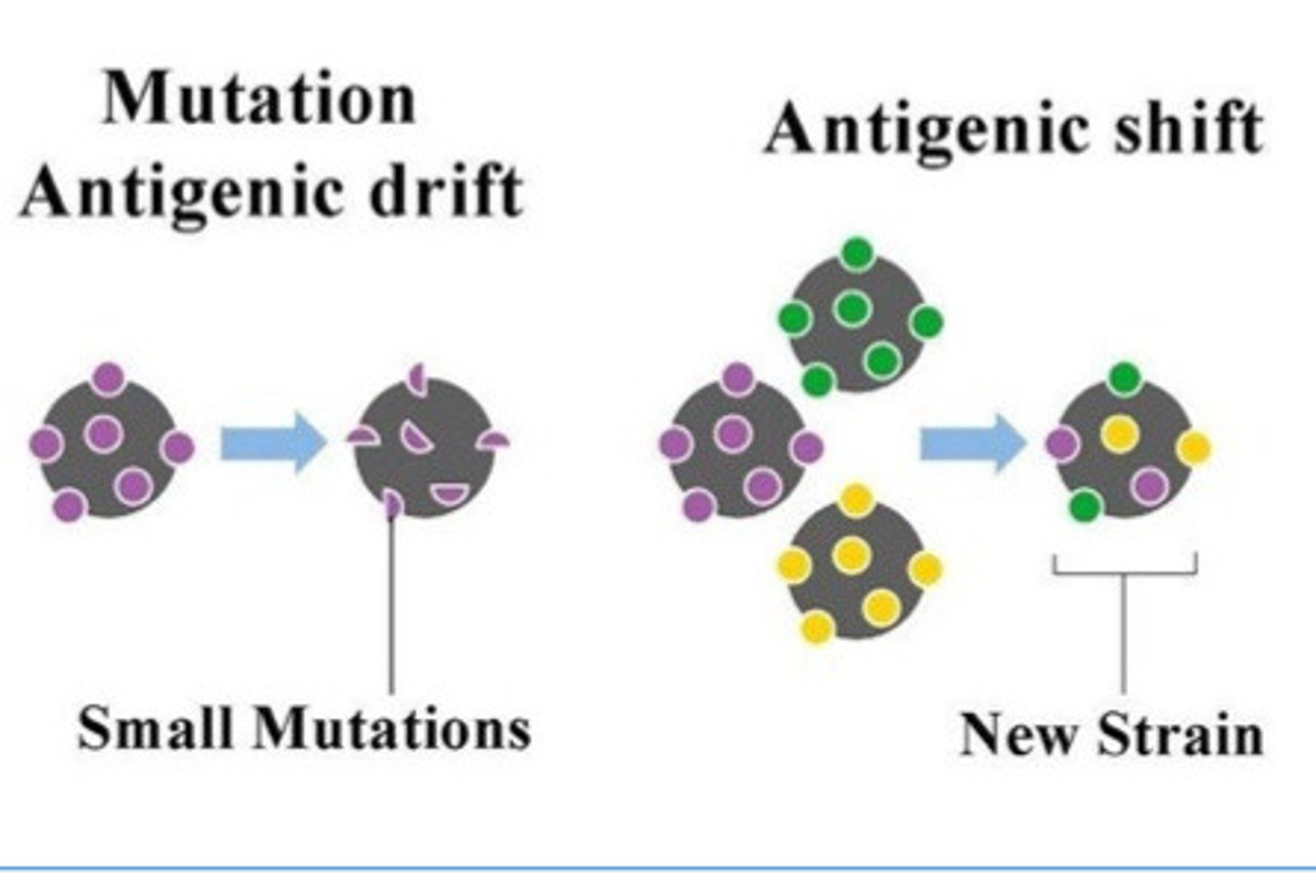 <p>Antigenic drift: mutations within genome</p><p>Antigenic shift: Reassortment of new viral genome segments</p>