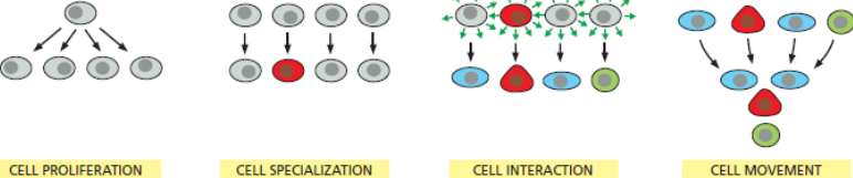 <ul><li><p>Cell proliferation</p></li><li><p>Cell specialisation - cell fate determination</p></li><li><p>Cell interaction</p></li><li><p>Cell movement</p></li></ul><p></p>
