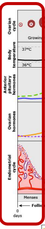 <p><strong>Menstrual Cycle: Early Follicular Phase</strong></p><p>-Starts with the onset of ___________</p><p>-Early follicular phase</p><ul><li><p>Menstruation</p></li><li><p>Ovarian cycle → ovary is _____ active, hormones are ___</p></li><li><p>Endometrial cycle → menstruation occurs, endometrium _____</p></li></ul><p>-Degeneration and sloughing of endometrial lining due to ____________ estrogen and progesterone</p><p>-Causes release of uterine ________________, which stimulates rhythmic contractions of uterine ______________</p><p></p>