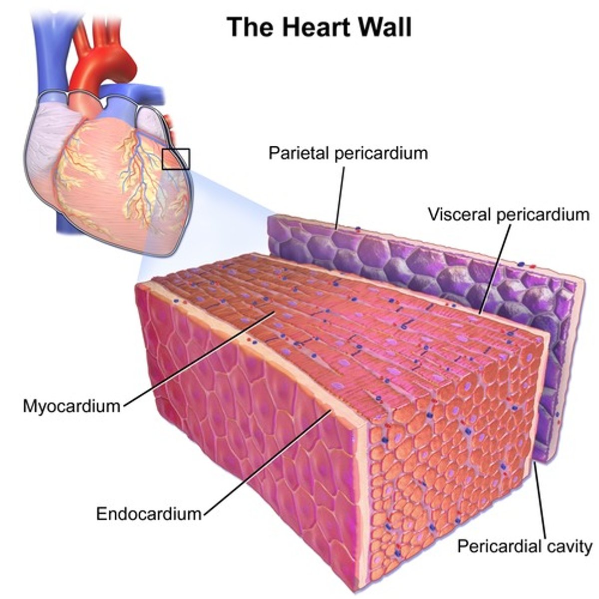 <p>serous pericardium</p>
