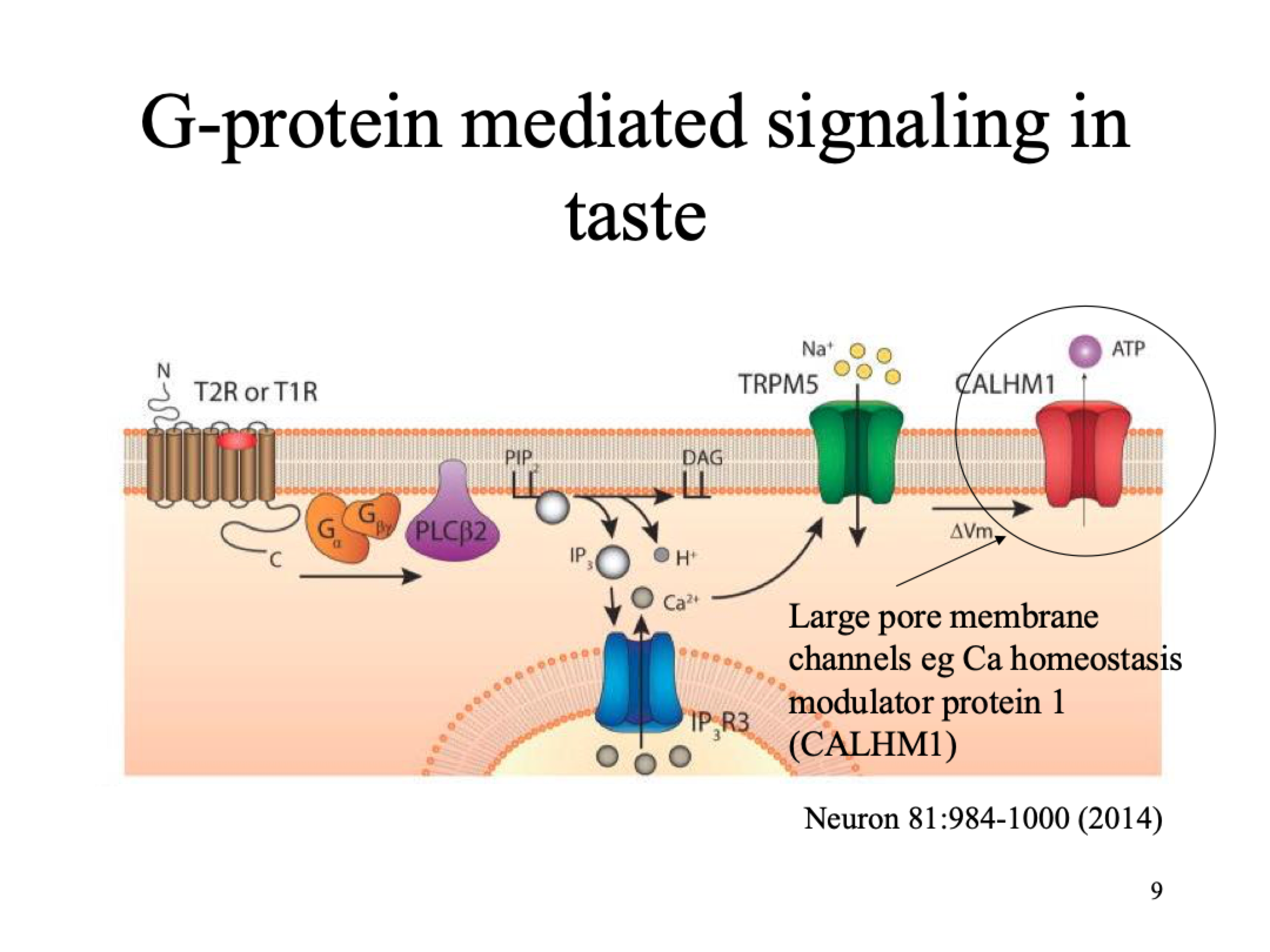 <p>G-protein mediated signalling in taste for bitter, umami, sweet but diff receptor for each </p>