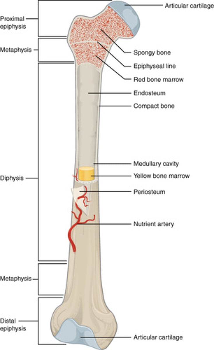 <p>Epiphysis, diaphysis, metaphysis, periosteum, medullary cavity</p>